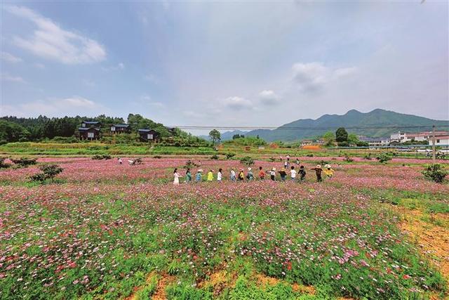 马王溪村：山水如画卷 七彩花果香