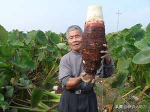 槟榔芋怎样种植(槟榔芋种植技术有哪些？槟榔芋的病虫害怎么防治？听听老农的经验)