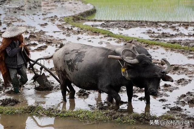 水牛养殖 水牛的养殖技术