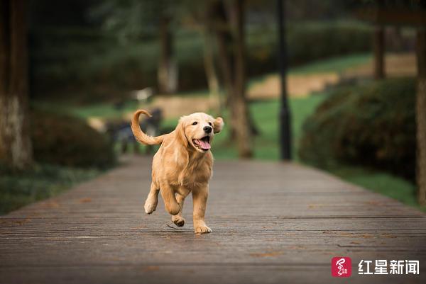 成都人！16日起开始收容禁养犬，一文看懂养狗攻略