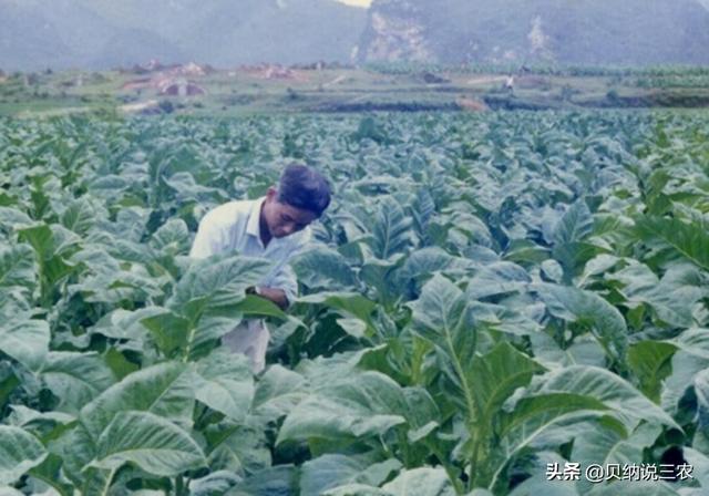 种植烟草，要合理安排施肥规律，能增进烟叶品质和提高产量