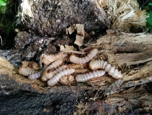 涨知识！这个阳春人不喜欢的害虫，竟如此美味！