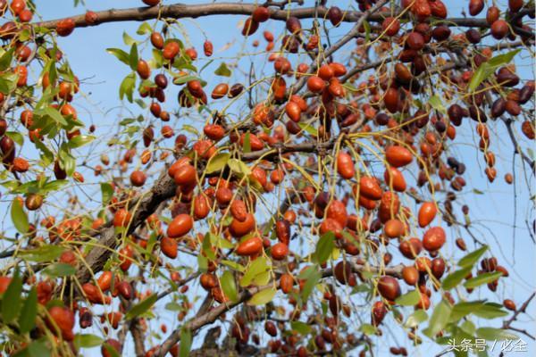 碱性土壤适合种植什么花和树