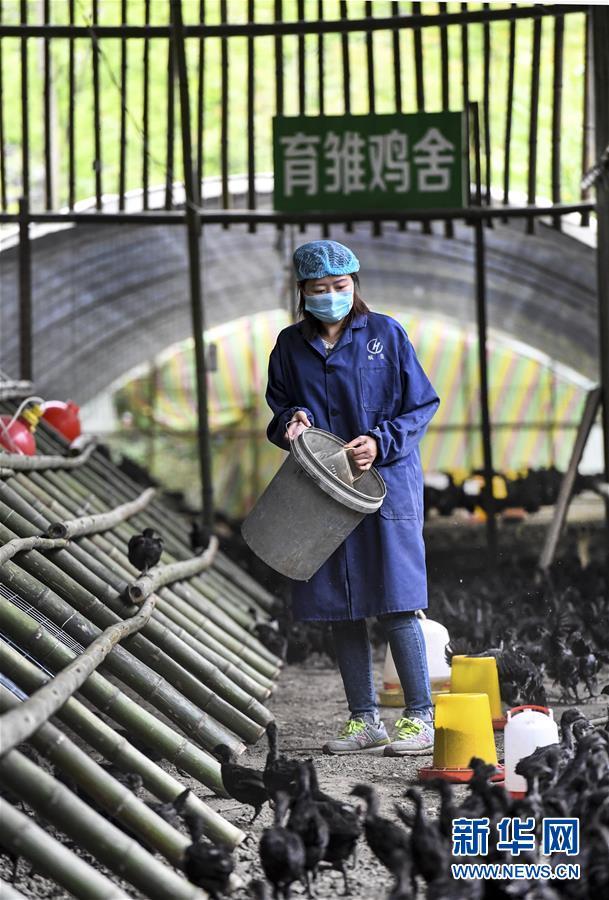 “略阳乌鸡”变“凤凰”助力乡亲奔小康