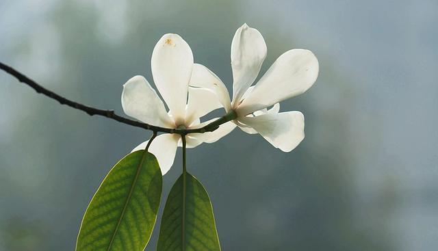 春天里花香浓郁的醉香含笑花