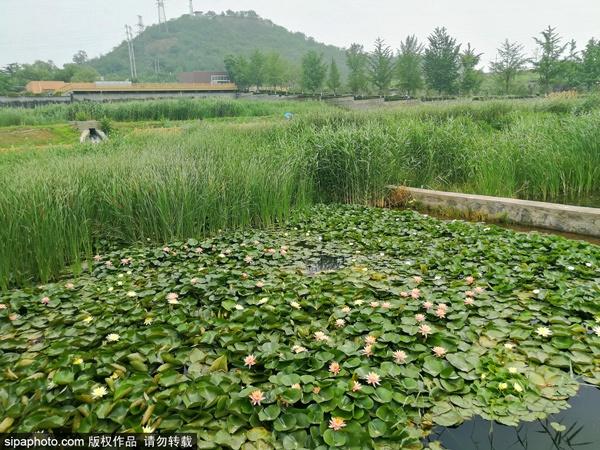 京郊避暑去哪玩？去这6个湿地公园进行一场追逐清凉之旅！