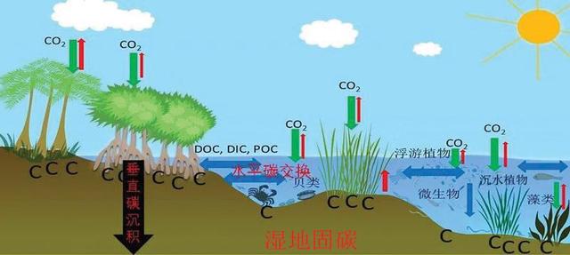 小微湿地激活自然生命——重庆梁平小微湿地修复的探索实践