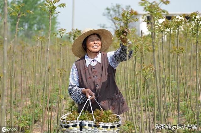 香椿种苗繁殖的方法有哪些？每种繁殖方法有哪些操作管理细节？