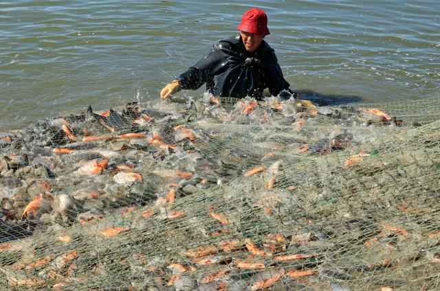 河北丰南：生态水产养殖助增收