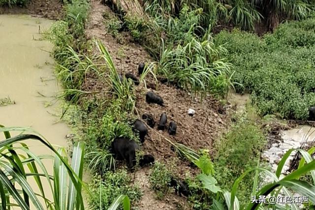 面向高端人群，实行认养消费 瑞昌市乐园乡藏香猪养殖助力乡村振兴