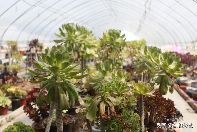 九个挑夫｜多肉植物长势良好，农场电商成效显著