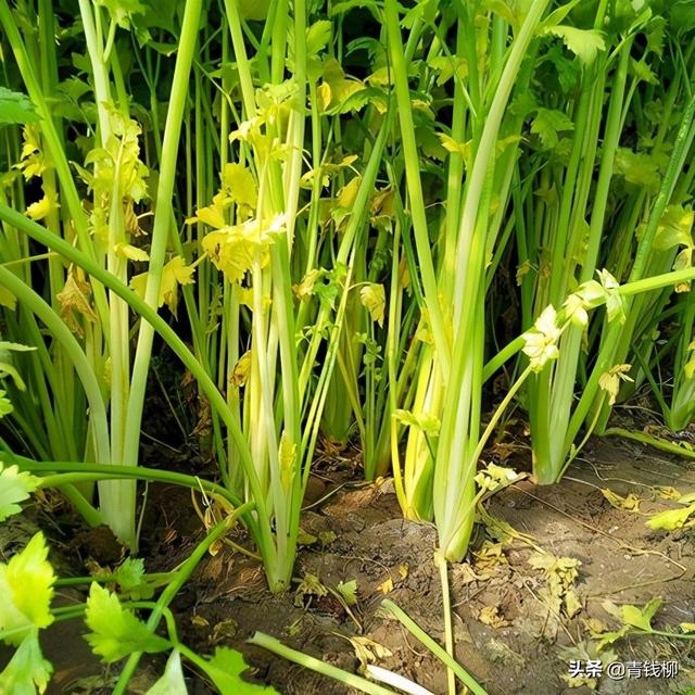 江苏南通大棚毛豆-小白菜-芹菜绿色高效栽培技术