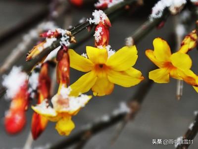 迎春花易栽培，初冬将它冻一冻，春节开花更鲜艳，花朵特别美