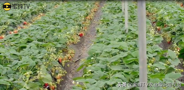 大棚种植草莓放蜜蜂需要注意什么？做好蜜蜂管理，草莓丰产优质