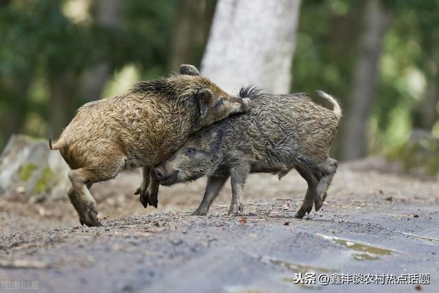 野猪如何驯化成为家庭养殖品种养殖场日常喂养注意事项