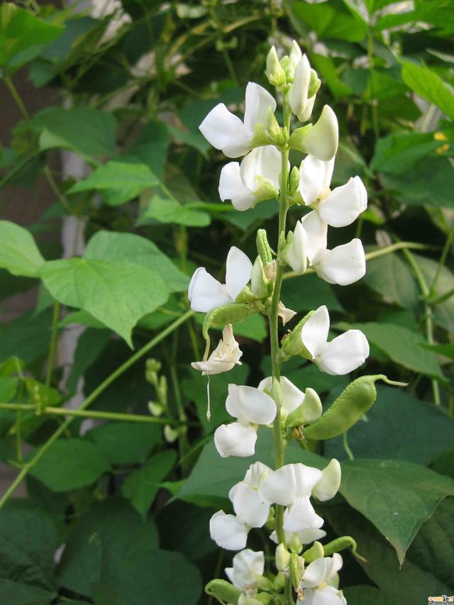 阳台上种植豆角，观花、观果又食用