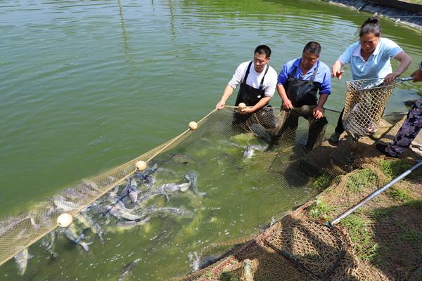 武隆：冷水鱼“游”向大市场