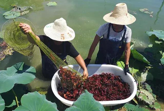 如何让小龙虾长大个？饲料是关键，建议做好这6点