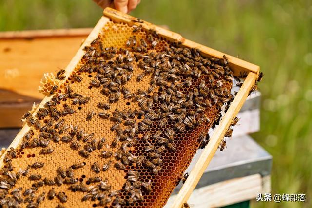 夏季高温蜜蜂就无法产蜜？用好4个技巧，夏季蜜蜂也能高产