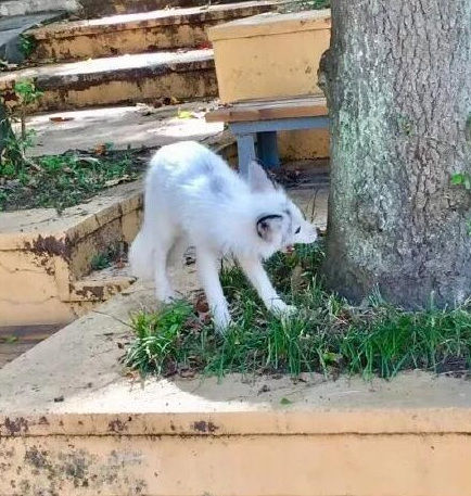 武大小白狐跟书生有关？想多了，人工养殖，或携狂犬病毒，勿亲近