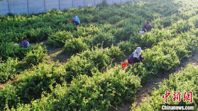 “金银花+养羊”河北武邑构建种养结合生态链助农增收