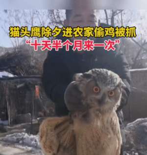 猫头鹰人工养殖(河北一猫头鹰偷鸡被捉，农户只能无奈放生，损失应该谁来承担？)