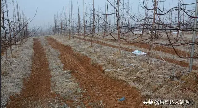 怎么种植苹果(苹果高产，萌芽之前怎么管？简单，牢记这5点)