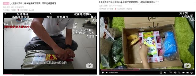 网售宠物还包邮 遇到这些“便宜”要当心了