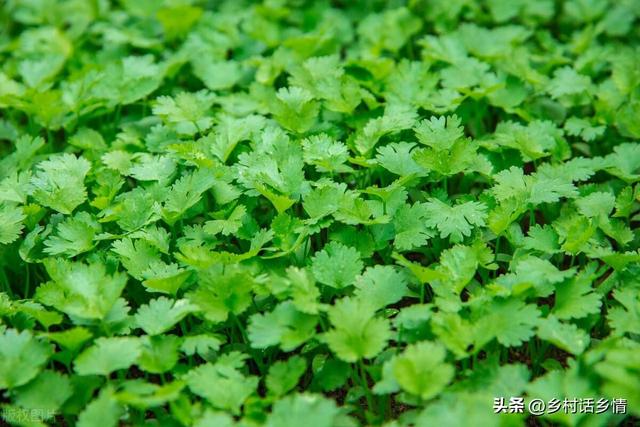 雪里红、芥菜和香菜什么时候种植？如何种植和管理？怎样才能高产