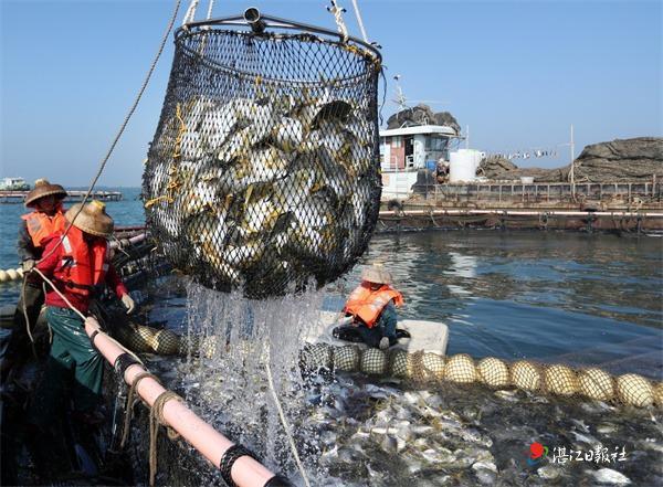 海洋牧场步伐劲