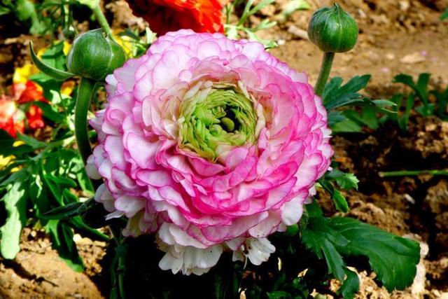 这花名叫“芹菜花”，叶子像芹菜，开花像极了牡丹，养成盆景耐看