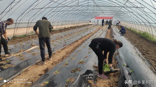 庭院种菜（一）：在庭院种菜首先要达到这5个标准，是种菜的基础