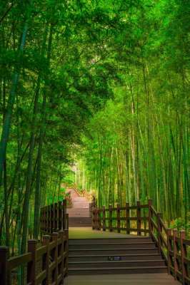 灵川百香果种植基地(森林徒步、峡谷溯溪、竹林氧吧这座小城的生态康养线路推荐来啦)