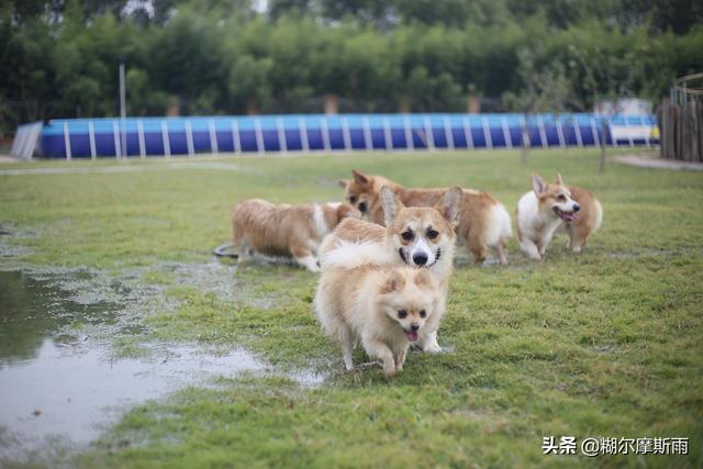 西安周边遛狗、狗狗聚会的好去处——竹苑宠物乐园