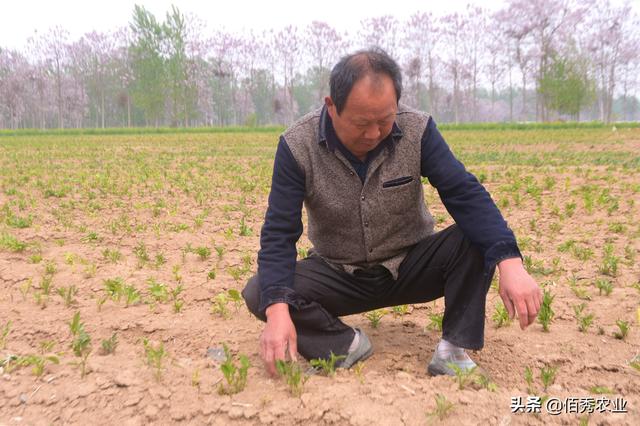 农民种植中药材，田间管理繁琐，稍有不慎就会影响产量