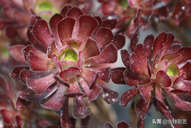 九个挑夫｜多肉植物长势良好，农场电商成效显著