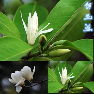 这样养护的“白玉兰”，枝繁叶茂，花色洁白，花香怡人