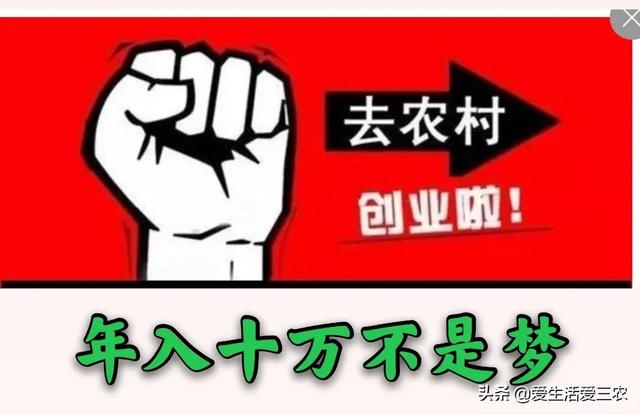 农民散养肉羊，养多少只合适？这里有详细方法