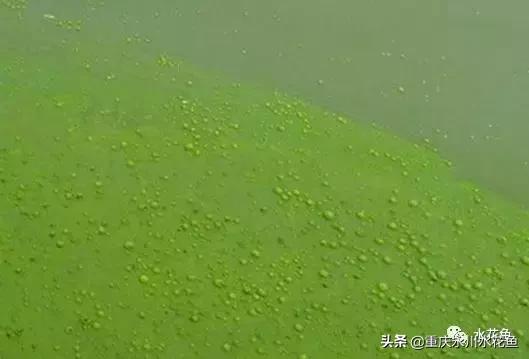 养殖水体“水锈”形成的原因和防控的探讨