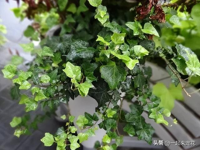 适合居家种植的6种花卉，好养好看颜值高，摆在家里睡个安稳觉