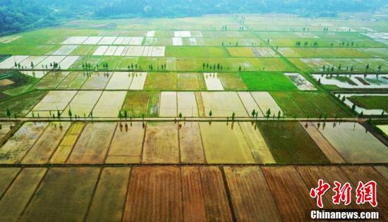 航拍江西仙女湖稻虾养殖基地 似春日田园画卷