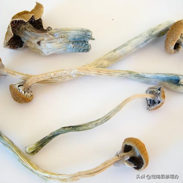 警惕！不是所有蘑菇都能吃，这种蘑菇还是毒品…