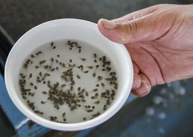 黑龙江边地，濒临灭绝的“水中大熊猫”——鲟鳇鱼重生记