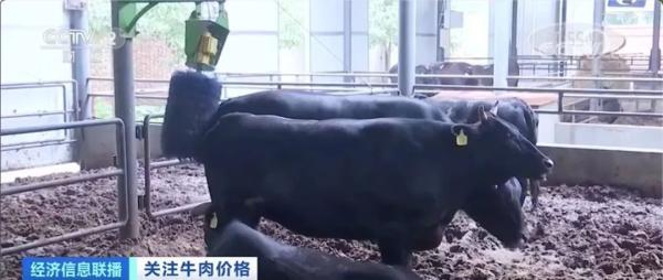 养一头牛，纯赚5000元！牛肉价格连涨9周，达历史高位！还会再涨吗？