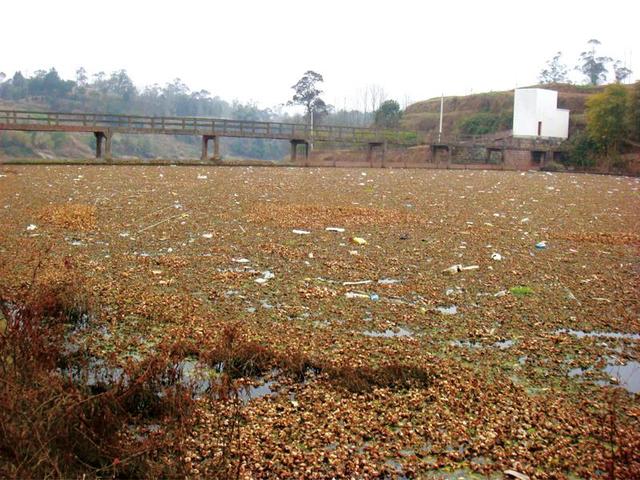 小微湿地激活自然生命——重庆梁平小微湿地修复的探索实践