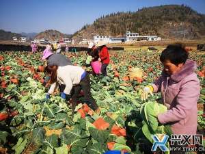 兴义种植蔬菜(雨樟镇：400余亩花菜采收忙 增收致富产业旺)