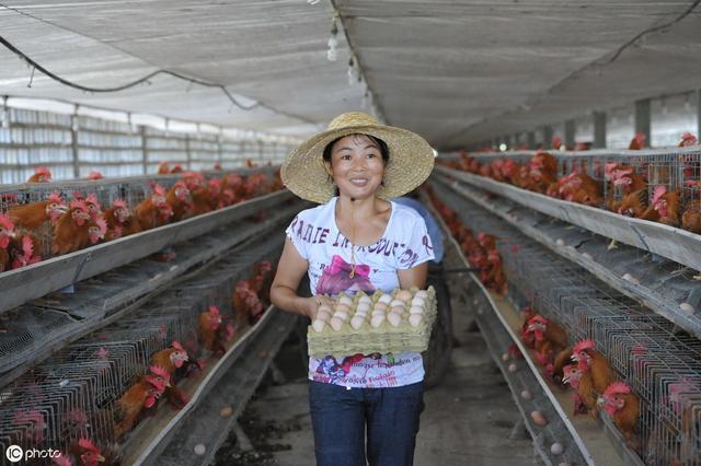 养殖场蚊蝇肆虐，到底咋办？！看这里