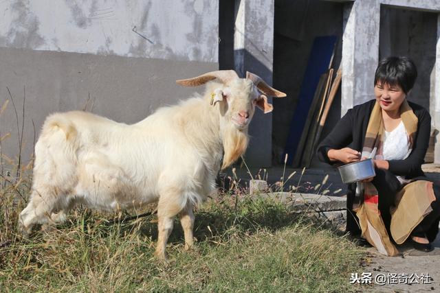 湖北宜昌：有一种养殖动物，品牌价值过百亿，年给农民10亿财富