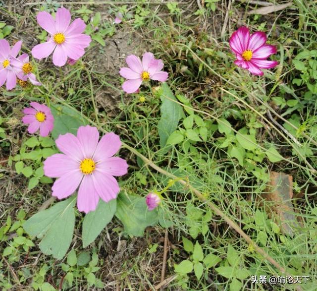 花草吟系列之《扫帚梅》