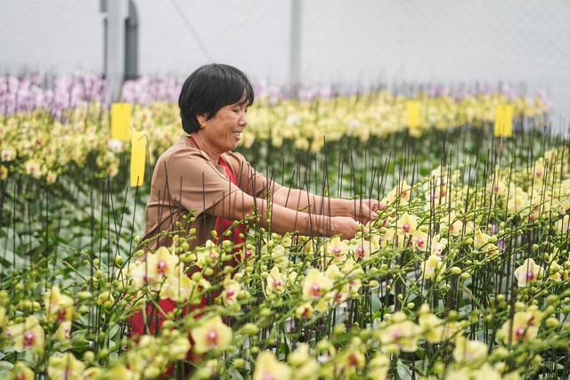 （经济）江苏宿迁：蝴蝶兰开出“致富花”